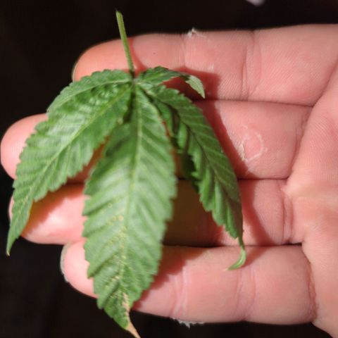 White Widow growlog timeline photo