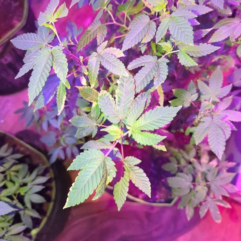White Widow growlog timeline photo
