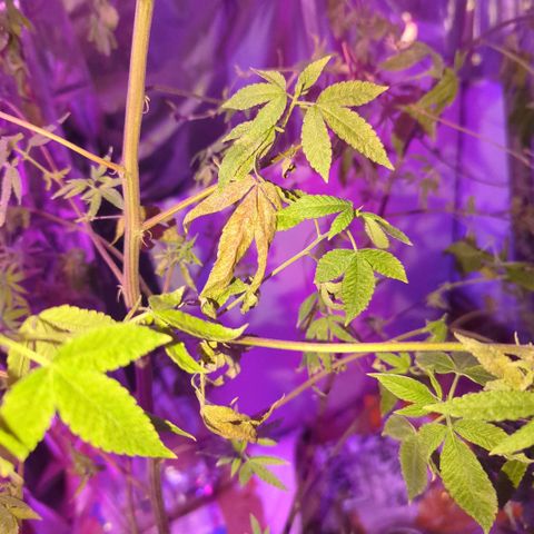 White Widow growlog timeline photo