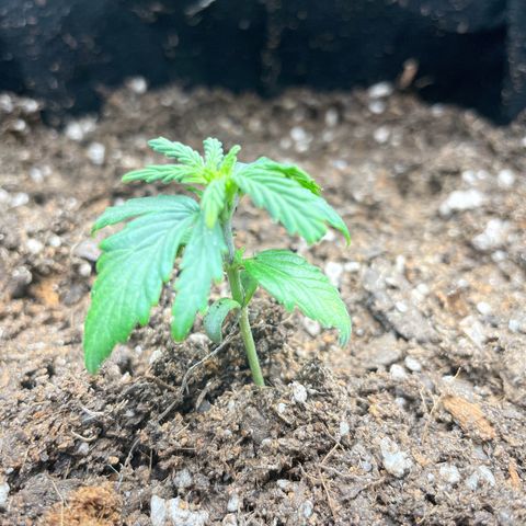 Watermelon Auto #1 growlog timeline photo
