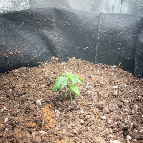 Watermelon Auto #1 growlog timeline photo