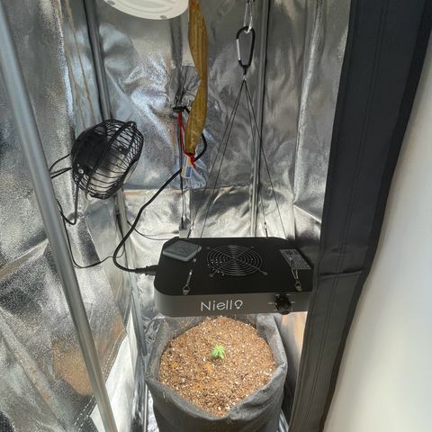 Watermelon Auto #1 growlog timeline photo