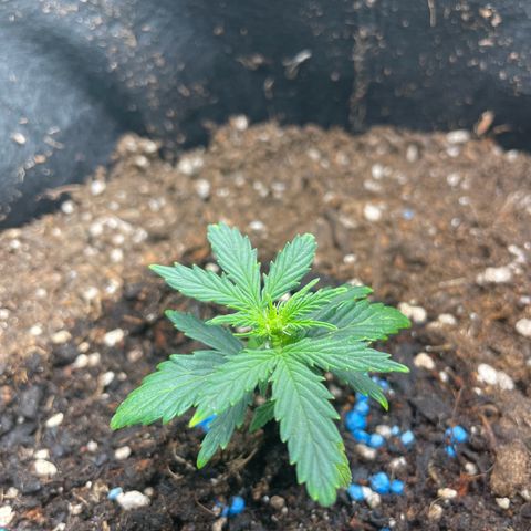 Watermelon Auto #1 growlog timeline photo