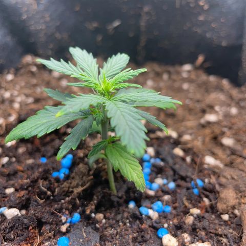 Watermelon Auto #1 growlog timeline photo