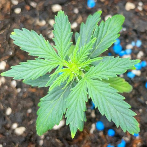 Watermelon Auto #1 growlog timeline photo