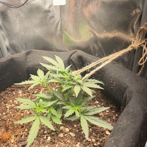 Watermelon Auto #1 growlog timeline photo