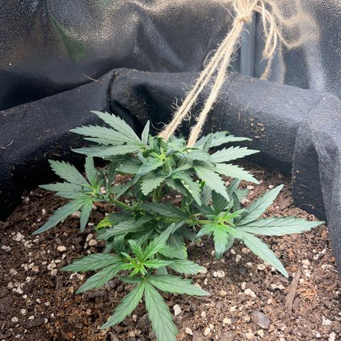 Watermelon Auto #1 growlog timeline photo