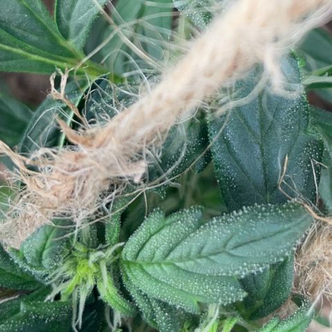 Watermelon Auto #1 growlog timeline photo