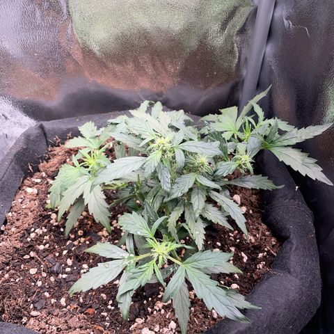 Watermelon Auto #1 growlog timeline photo