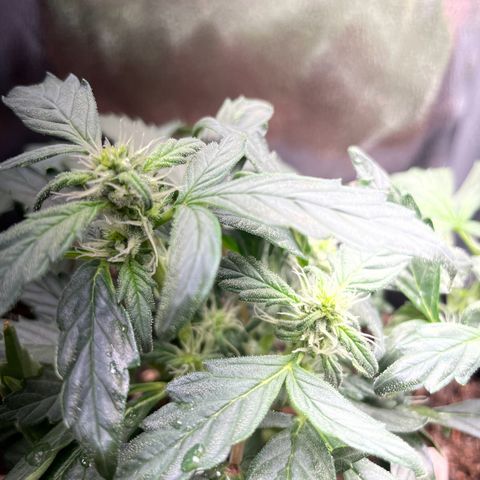 Watermelon Auto #1 growlog timeline photo