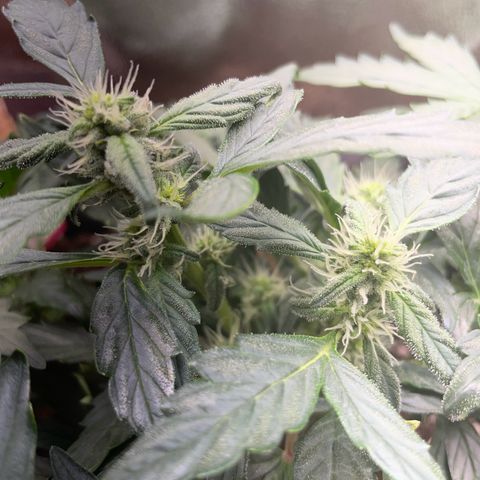 Watermelon Auto #1 growlog timeline photo