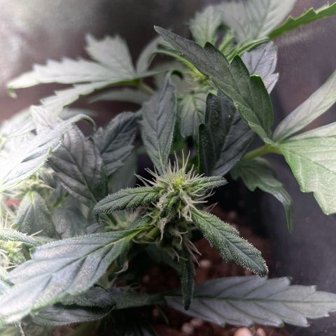 Watermelon Auto #1 growlog timeline photo