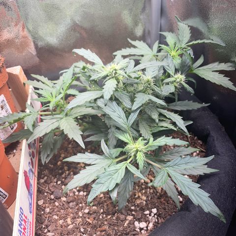 Watermelon Auto #1 growlog timeline photo