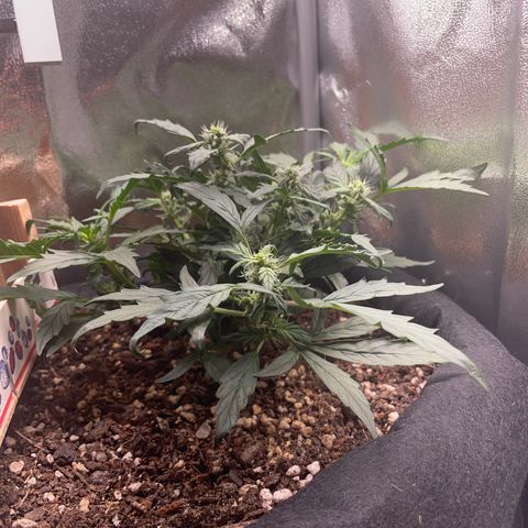 Watermelon Auto #1 growlog timeline photo