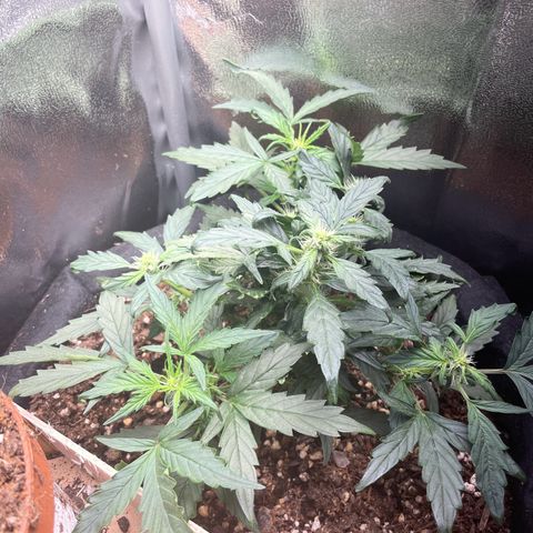 Watermelon Auto #1 growlog timeline photo