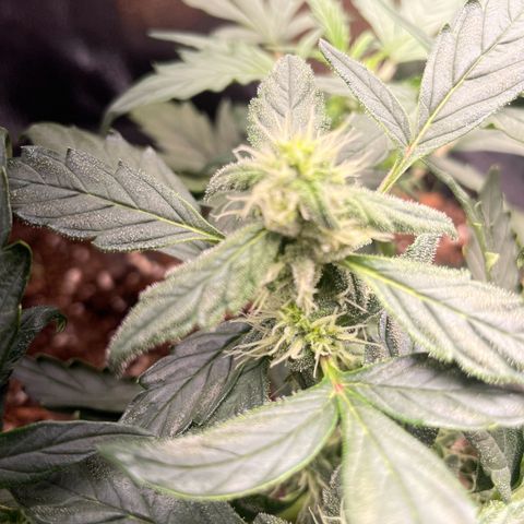 Watermelon Auto #1 growlog timeline photo