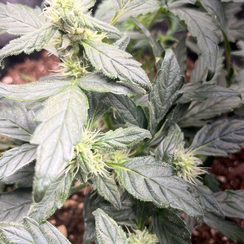 Watermelon Auto #1 growlog timeline photo
