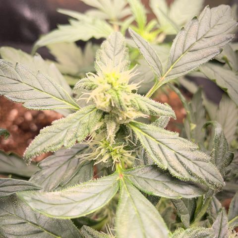 Watermelon Auto #1 growlog timeline photo