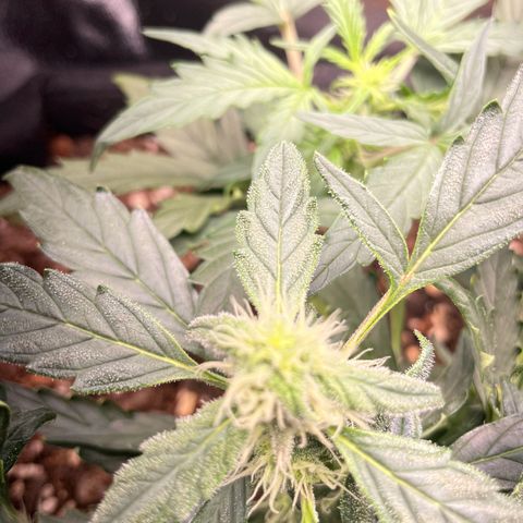 Watermelon Auto #1 growlog timeline photo