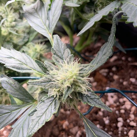 Watermelon Auto #1 growlog timeline photo