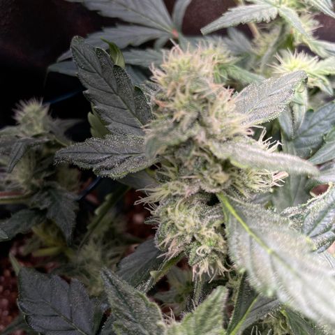 Watermelon Auto #1 growlog timeline photo