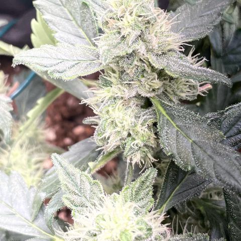 Watermelon Auto #1 growlog timeline photo