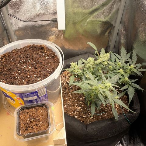 Watermelon Auto #1 growlog timeline photo