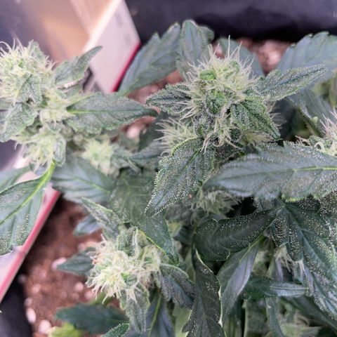 Watermelon Auto #1 growlog timeline photo
