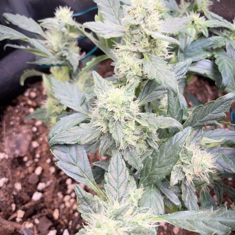 Watermelon Auto #1 growlog timeline photo