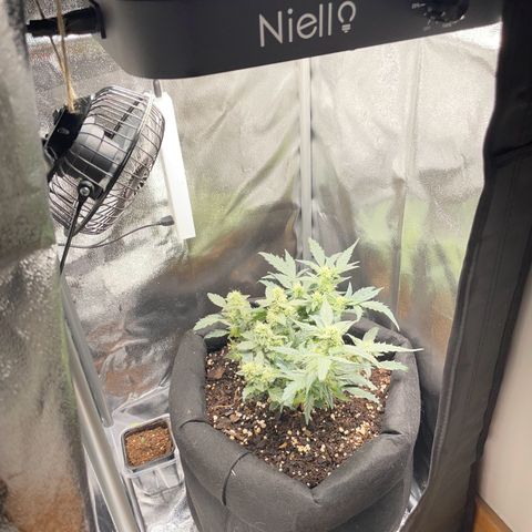 Watermelon Auto #1 growlog timeline photo