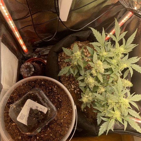 Watermelon Auto #1 growlog timeline photo