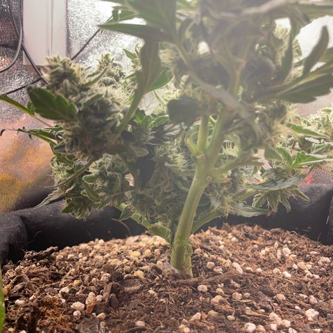 Watermelon Auto #1 growlog timeline photo