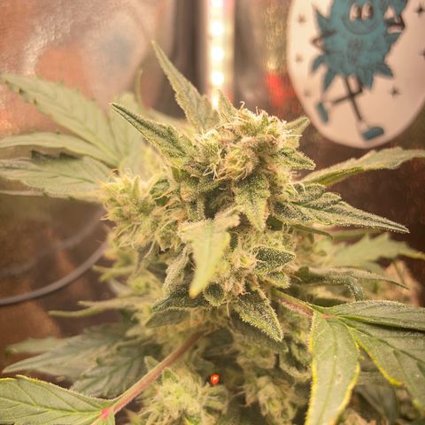 Watermelon Auto #1 growlog timeline photo