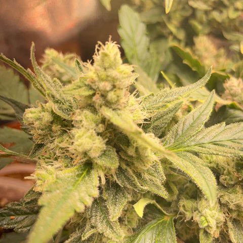 Watermelon Auto #1 growlog timeline photo