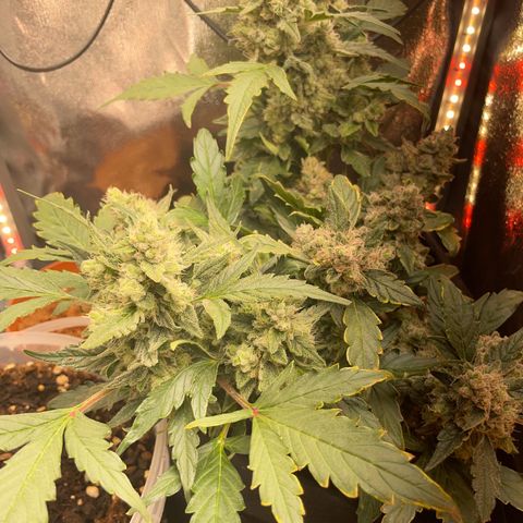 Watermelon Auto #1 growlog timeline photo