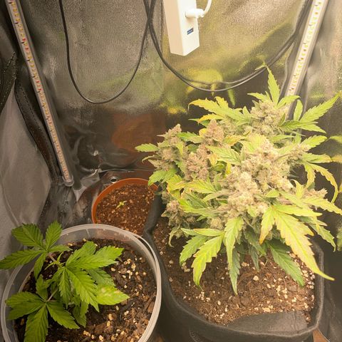 Watermelon Auto #1 growlog timeline photo