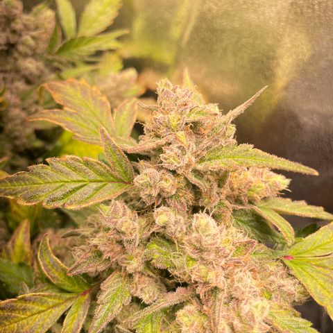 Watermelon Auto #1 growlog timeline photo
