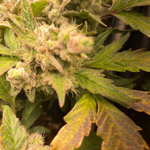 Watermelon Auto #1 growlog timeline photo