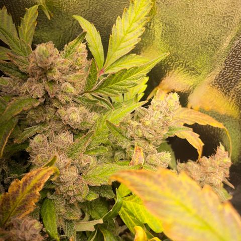 Watermelon Auto #1 growlog timeline photo