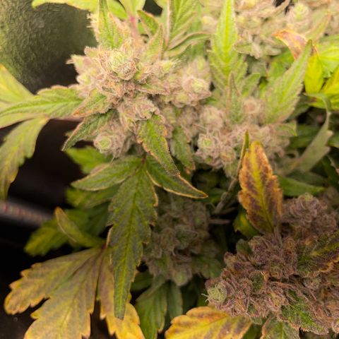 Watermelon Auto #1 growlog timeline photo