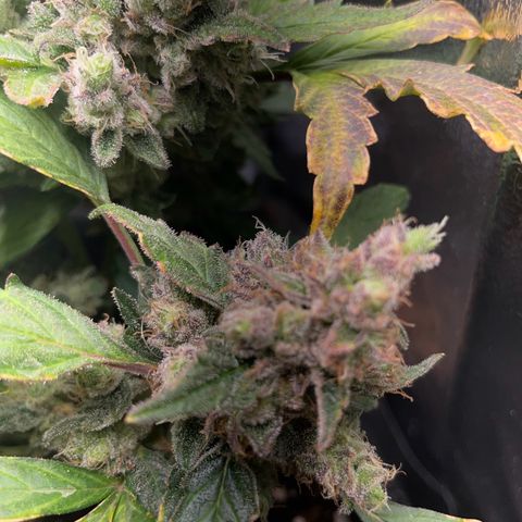 Watermelon Auto #1 growlog timeline photo