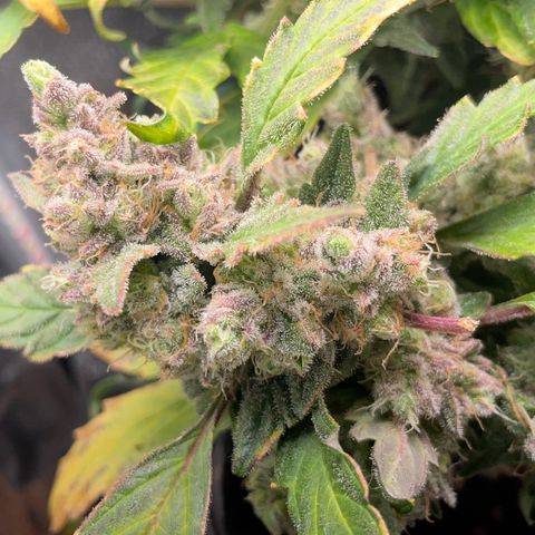 Watermelon Auto #1 growlog timeline photo
