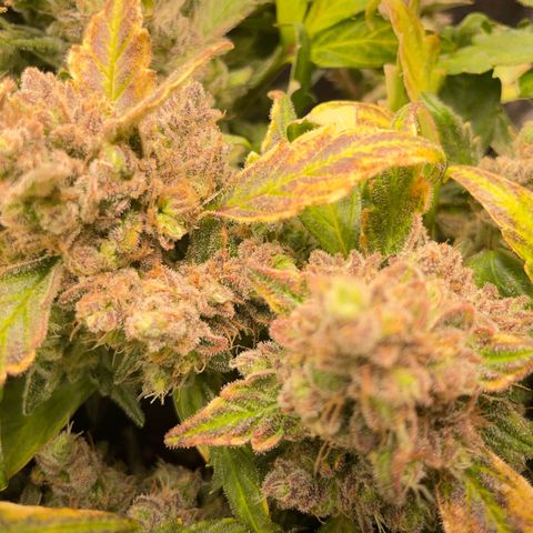 Watermelon Auto #1 growlog timeline photo