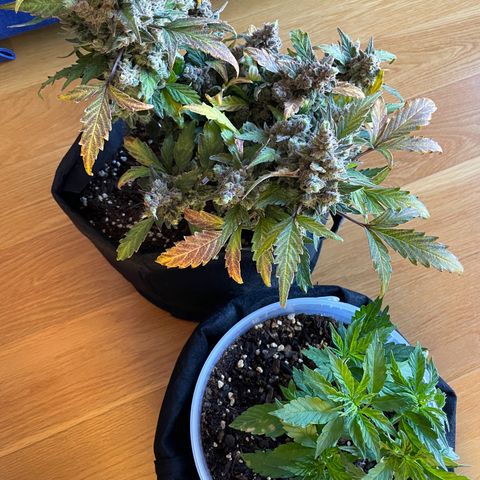 Watermelon Auto #1 growlog photo: Harvest