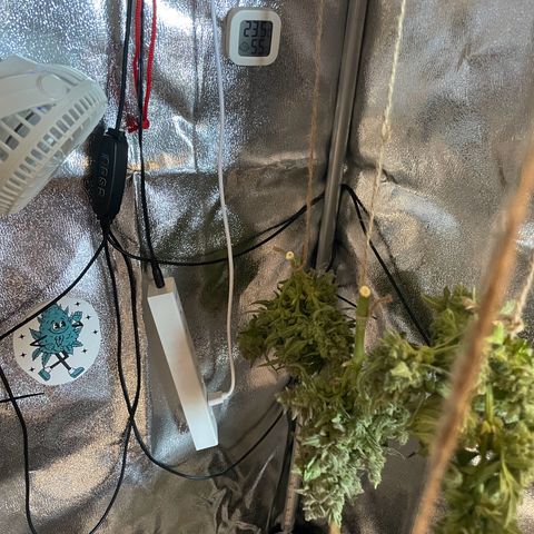 Watermelon Auto #1 growlog photo: Harvest