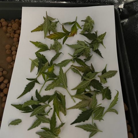 Watermelon Auto #1 growlog photo: Harvest