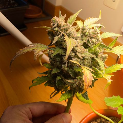 Watermelon Auto #1 growlog photo: Harvest