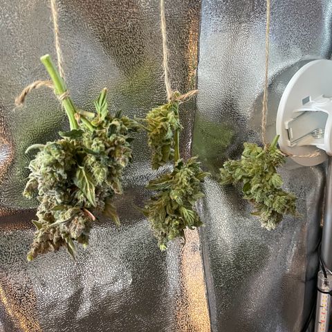 Watermelon Auto #1 growlog photo: Harvest