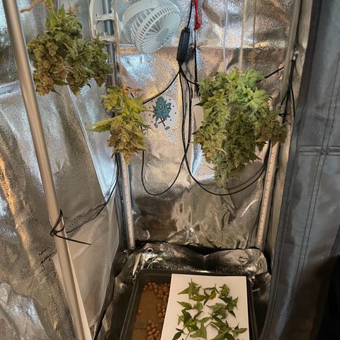 Watermelon Auto #1 growlog photo: Harvest