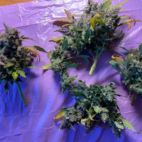 Watermelon Auto #1 growlog photo: Harvest